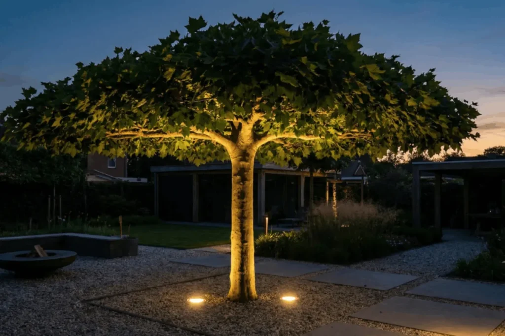 Sfeervol verlichte dakplataan in een moderne tuin, van onderen beschenen door grondspots die de stam en het bladerdak accentueren.